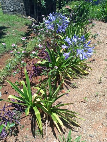a garden with blue flowers and plants at GARDEN HOLiDAY in Antsirabe