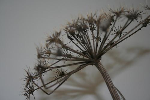 a close up of a plant with its branches at B&B de Onlanden in Eelderwolde