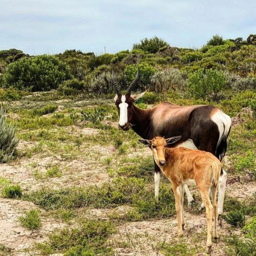two cows and a baby calf standing in a field at 401 Kingfisher in Gansbaai