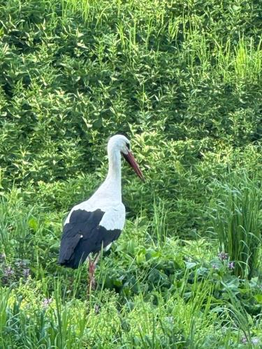 a bird with a long beak standing in the grass at See Panzió in Fertőrákos