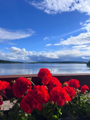 a bunch of red flowers in front of a body of water at Jauri Resort in Kemijärvi