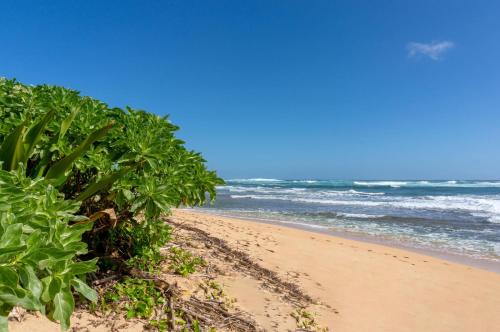 a beach with a row of plants and the ocean at Hanalei Colony Resort F3 in Hanalei
