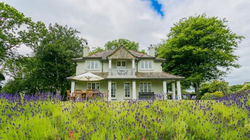 a house in a field of purple flowers at Hafod Cae Maen in Penrhyndeudreath