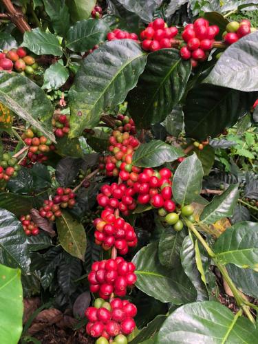 a bunch of red berries on a plant with leaves at Cabaña tipo glamping en finca cafetera con zonas verdes, avistamiento de aves, paisaje cafetero in San Francisco