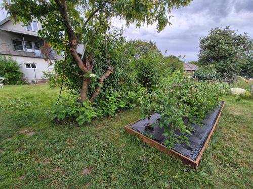 a garden with a tree in a yard at Pokoje Bema 14 in Ciechocinek