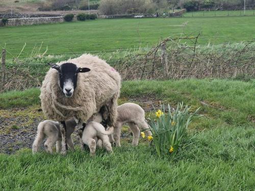 a sheep and two lambs standing in a field at The Old Bank at St Bees, Western Lakes in St Bees