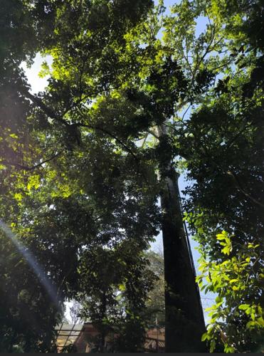 a group of trees standing next to each other at Cool Waters Jungle Villas in Uvita