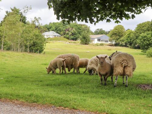 Animaux dans la maison de vacances ou à proximité