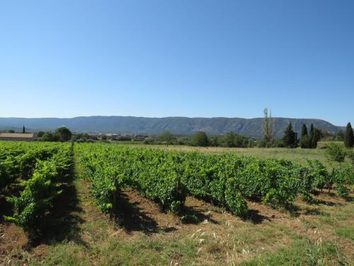 a row of vines in a field at Maison face au Luberon avec piscine privée - 3 Chambres in Cabrières-dʼAvignon