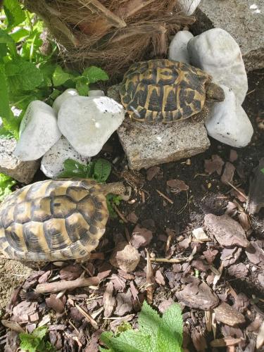 two turtles sitting on rocks on the ground at annecy poisy Studio a 9 minutes du lac Annecy in Poisy