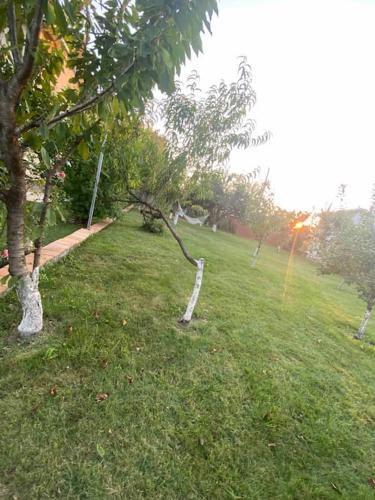 a group of trees in a field with grass at Villa Elegance in Kocaeli