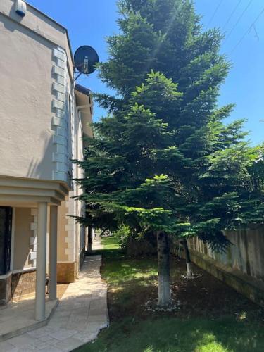 a tree in a yard next to a building at Villa Elegance in Kocaeli