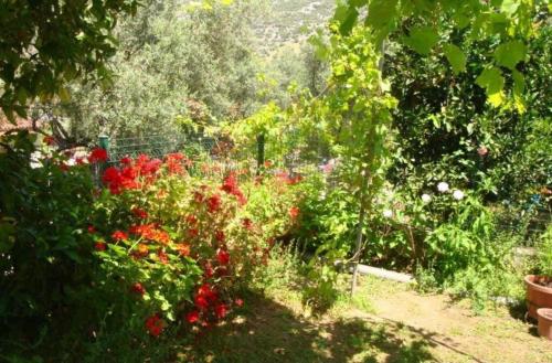 Κήπος έξω από το Grapes and Roses 2