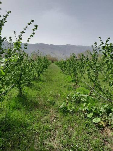 two rows of apple trees in a field at Sara & Mateo Guesthouse in Libohovë