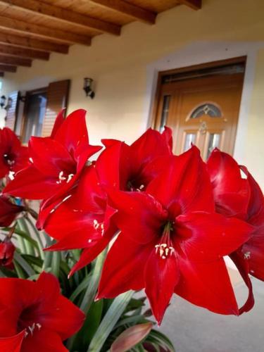 a bunch of red flowers in a vase at Sara & Mateo Guesthouse in Libohovë