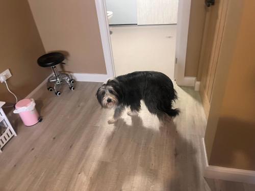 a black dog is standing in a hallway at Tumbledown Hotel in Shrewsbury
