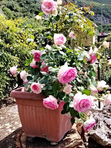 a pot of pink roses sitting on a rock at Guest house Romana Vecchia in Monticchio