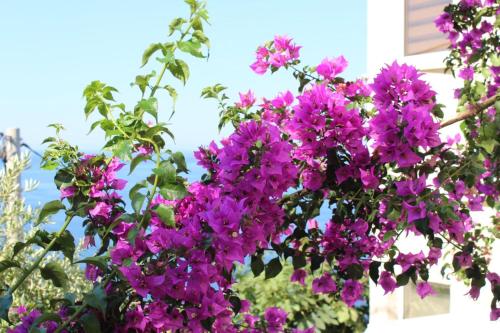 a bunch of purple flowers in front of a building at Captain's View in Dobra Voda