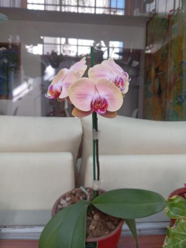 Gambar di galeri bagi Hostal Posada del Maple di Quito
