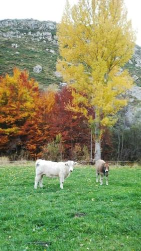 two sheep standing in a field of grass at La casa de Juan el Cantero in Puebla de Lillo