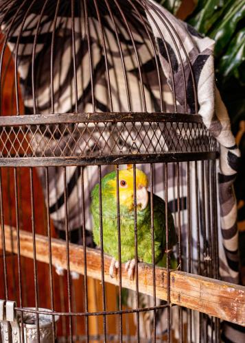 a green and yellow bird sitting in a cage at Posada El Palomar in Pátzcuaro