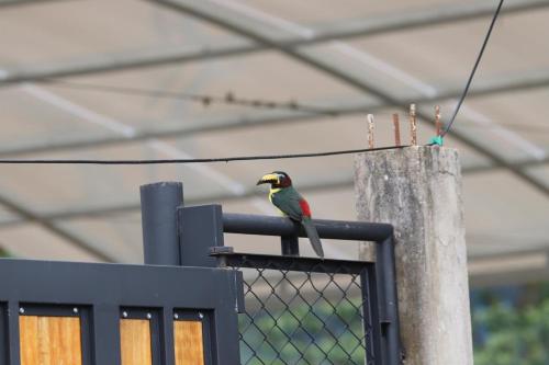 a bird sitting on the top of a fence at Birdsong lodge in Mocoa