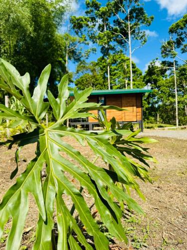 a green plant in front of a building at Cabañas La Hermosa #1 in Guápiles