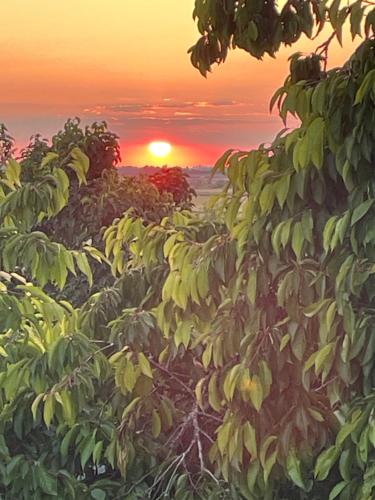 a painting of a banana plantation at sunset at Chambre avec vue sur le marais et la piscine in Yves