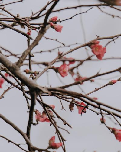 a branch of a tree with pink flowers on it at Moomaa Stay in Marton