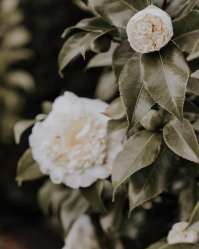 a close up of white flowers on a tree at Moomaa Stay in Marton