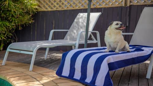 a dog sitting on a blue and white blanket next to a chair at Fairways Beach House - Pool, Golf, Sawtell Village, Family Friendly in Sawtell