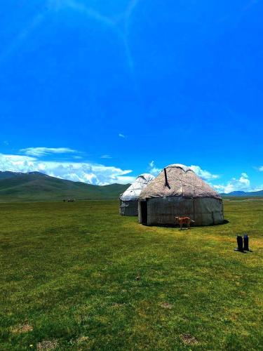 a yurt in the middle of a field with a cow at eco house "QUMUSH YURT" in Emgekchil