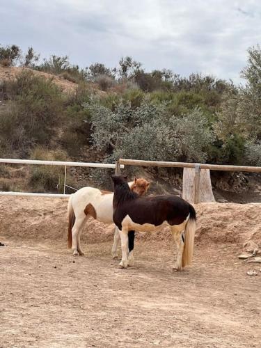 two horses standing in a field next to a fence at CASA LEÓN - Freistehendes Gästehaus mit 3 Zimmer, Vivienda Rural VTARAL01089 in Sorbas