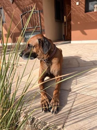 a brown dog sitting on the side of a sidewalk at CASA LEÓN - Freistehendes Gästehaus mit 3 Zimmer, Vivienda Rural VTARAL01089 in Sorbas