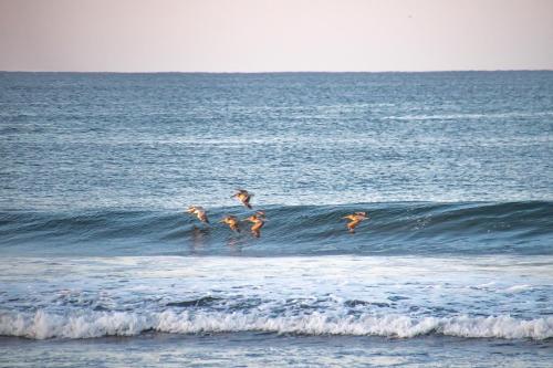 a group of people jumping off a wave in the ocean at Boutique Hotel Luna Azul in Playa Ostional