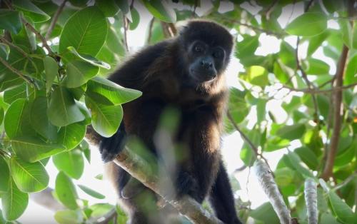 a monkey is sitting on a tree branch at Boutique Hotel Luna Azul in Playa Ostional