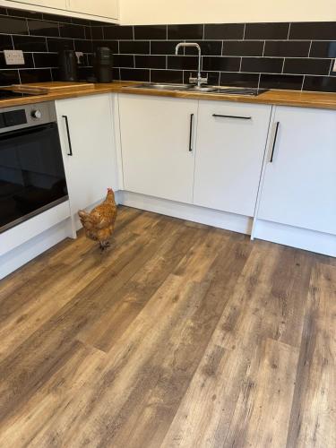 a kitchen with a chicken standing on a wooden floor at Bramley Barn in Meopham