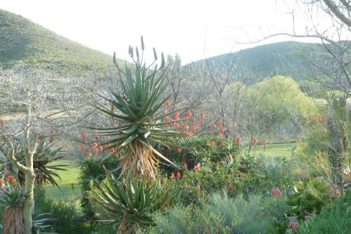 Gallery image of Ladismith Country House in Ladismith