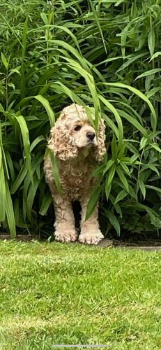 un petit chien debout dans l'herbe près de quelques plantes dans l'établissement Studio La vie est belle, à Abbeville