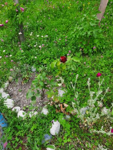 a garden with a red flower in the grass at Guesthouse "MEGI" in Mestia