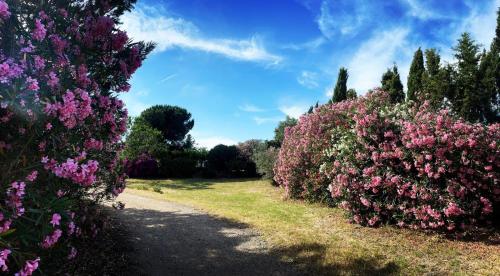 a row of bushes with pink flowers on a path at Can Wancho in Botarell