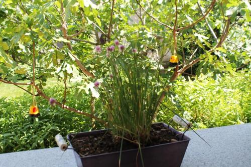 a plant in a pot next to a tree at Ferienhof Weingut Lunzer in Gols