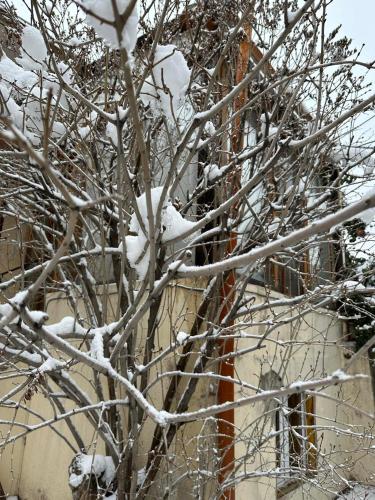 a tree covered in snow next to a building at Popock City Center in Yerevan