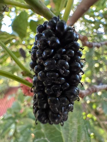 a bunch of black grapes hanging from a tree at Popock City Center in Yerevan