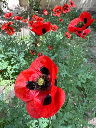 a group of red poppies in a garden at Popock City Center in Yerevan