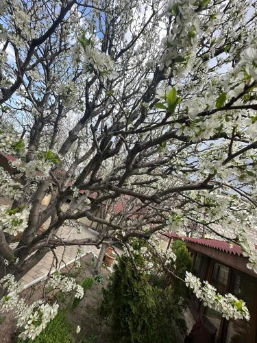 a tree with white flowers in front of a house at Popock City Center in Yerevan