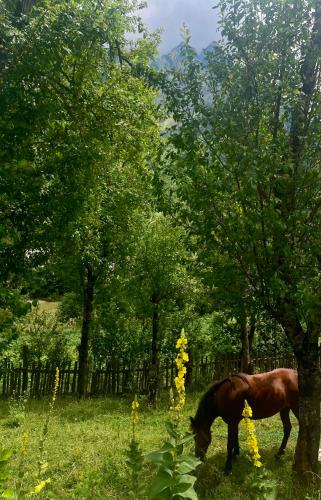 a horse grazing in the grass next to a tree at Lazer Çardaku Guest House in Valbonë