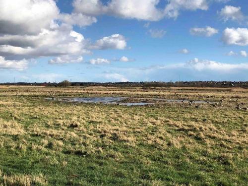 a field with a herd of animals standing in the grass at NEW homely countryside escape in Manningtree