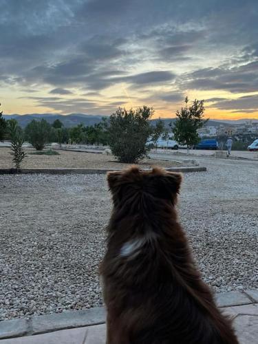 a dog is looking up at the sky at Casa Andalucía - 3,5 Zimmer Haus unter den Sternen, Vivienda Rural VTARAL01059 in Sorbas