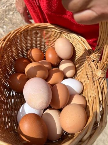 a basket filled with brown and white eggs at Casa Andalucía - 3,5 Zimmer Haus unter den Sternen, Vivienda Rural VTARAL01059 in Sorbas